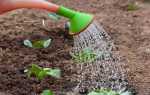 Що садити після капусти на городі Після чого саать капусту у відкритому грунті Таблиця сівозміни