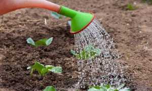 Що садити після капусти на городі Після чого саать капусту у відкритому грунті Таблиця сівозміни