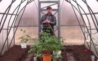Як посадити помідори в теплицю з полікарбонату правильно