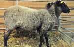 Романовська порода овець — характеристика, особливості утримання та розведення, шерсть, фото, відео