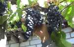 Фото хвороб винограду — сіра, біла, чорна гниль і боротьба з ними, відео