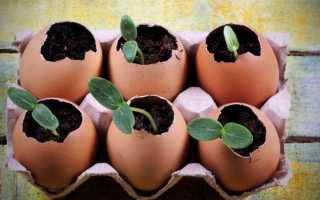 7 незвичайних способів вирощування розсади. Яєчна шкаралупа. Равлик. Втулки від туалетного паперу. фото