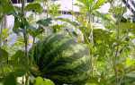 Кавуни в теплиці — технологія вирощування ягід в Сибіру, ​​відео