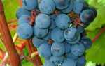 Фото виноградних шкідників, методи боротьби з кліщем, зуднем, осами + відео