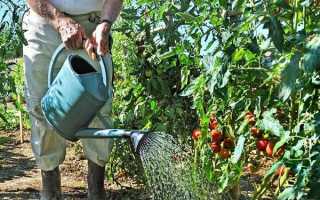 Як поливати помідори в теплиці з полікарбонату після висадки розсади