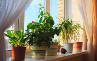 Який горщик вибрати для кімнатної рослини? Плюси і мінуси пластикових, керамічних і інших горщиків