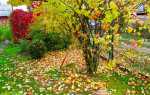 Жовтень саду- збір пізнього врожаю, підготовка дерев до зими, відео