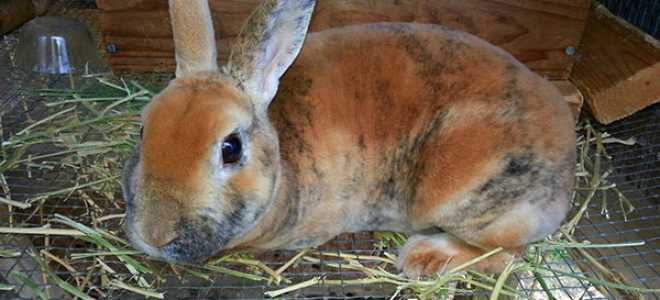 Розведення кроликів в домашніх умовах для початківців, вирощування та утримання в клітках, відео