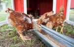 Вирощування курчат в домашніх умовах, догляд за курчатами в перші дні життя, відео
