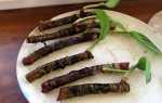 Аглаонема — способи розмноження верхівковими пагонами і стебловими живцями, відео