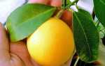 Лимон Мейєра — як виростити кімнатний лимон будинку, як правильно посадити і здійснювати догляд, відео