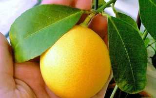 Лимон Мейєра — як виростити кімнатний лимон будинку, як правильно посадити і здійснювати догляд, відео
