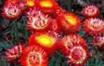 Геліхрізум квітка. Вирощування геліхрізума. Догляд за геліхрізум