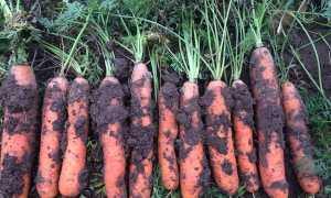 Коли викопувати моркву на зберігання в 2020 році за місячним календарем, як правильно зберігати
