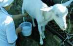 Збільшення надоїв кіз для прибуткового козоводства, правила годування і догляду, відео