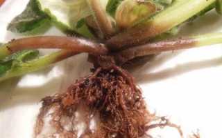 Хвороба рослини — коренева гниль фіалки, відео