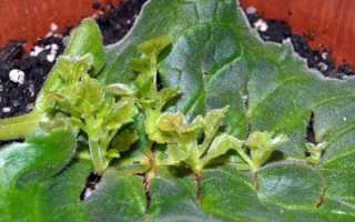 Глоксинія — розмноження листом, підготовка грунту і листових пластин, відео