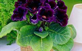 Глоксинія — догляд та вирощування в домашніх умовах, як доглядати за квітучим рослиною, фото, відео