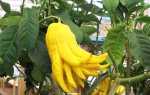 Декоративний цитрус цитрон пальчатий — вирощування, догляд, відео