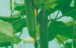 Огірок Зозуля F1: характеристика і опис сорту, фото, рекомендації по вирощуванню
