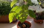 Авокадо — догляд за рослиною, вирощеним з кісточки вдома, відео