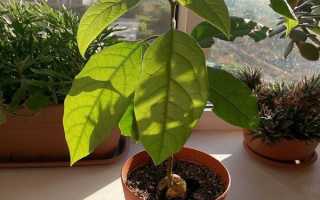 Авокадо — догляд за рослиною, вирощеним з кісточки вдома, відео