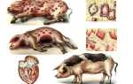 Рожа свиней — симптоми і лікування, чи можна їсти м’ясо після лікування пики, фото, відео