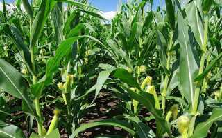 Кукурудза цукрова — як виростити, щоб отримати хороший урожай, відео