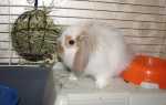 Як доглядати за декоративними кроликами, їх раціон, відео