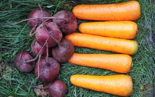 Коли прибирати морква і буряк з грядки, способи викопування та зберігання коренеплодів