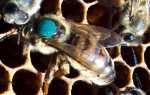 Маркер для мітки бджіл з Китаю — рекомендації щодо застосування, ціна, відео