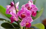 Чим підгодувати орхідею в домашніх умови, щоб цвіла і давала діток