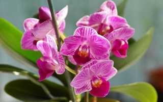 Чим підгодувати орхідею в домашніх умови, щоб цвіла і давала діток