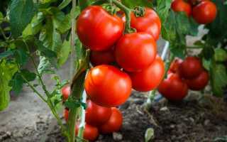 Вирощуємо томати без розсади — сорти, переваги та недоліки методу. Агротехніка
