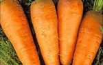 Вибір сортів і різні способи посадки моркви на Уралі + відео
