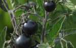 Чорні томати: кращі сорти для теплиць і відкритого грунту, особливості вирощування