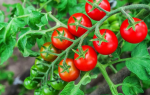 Кращі сорти томатів Черрі 2019: більше 25 сортів з описом кожного. |
