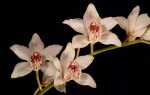 Орхідея Cymbidium — догляд в домашніх умовах, як цвіте, відео