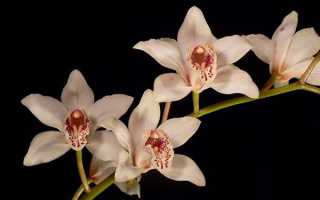 Орхідея Cymbidium — догляд в домашніх умовах, як цвіте, відео
