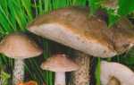 Підберезовик — опис гриба з фото і відео, як готувати. види