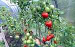 Кращі сорти індетермінантних (високорослих) томатів для теплиці, відкритого грунту, топ-35 сортів 2019 рік. |