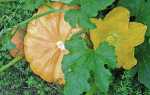 Хвороби гарбуза — білий наліт, цвіль на листя і стеблах, відео