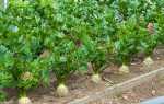 Селера — вирощування і догляд у відкритому грунті кореневого, черешкового і листового селери, відео