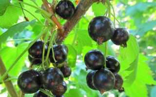 Чорна смородина: вирощування і догляд за рослиною навесні, відео