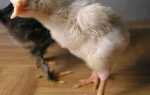 Викривлення дзьоба у курчат причини появи, методи лікування і профілактика, відео