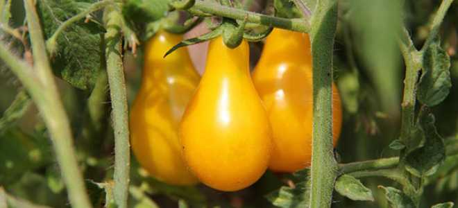 Вирощування помідор Медова крапля, опис сорту, відео