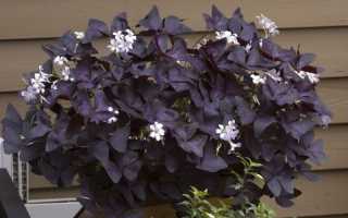 Кислиця пурпурна — особливості рослини, правила догляду, відео