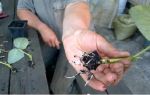 Як виростити розсаду малини живцями, відео