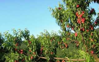 Персикове дерево — як виростити з кісточки, обрізка навесні, догляд, персики в Підмосков’ї, відео
