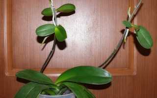 Орхідея — розмноження, відділення дітки з корінням і посадка, відео